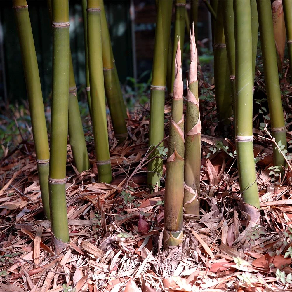Graceful Bamboo - Image 3