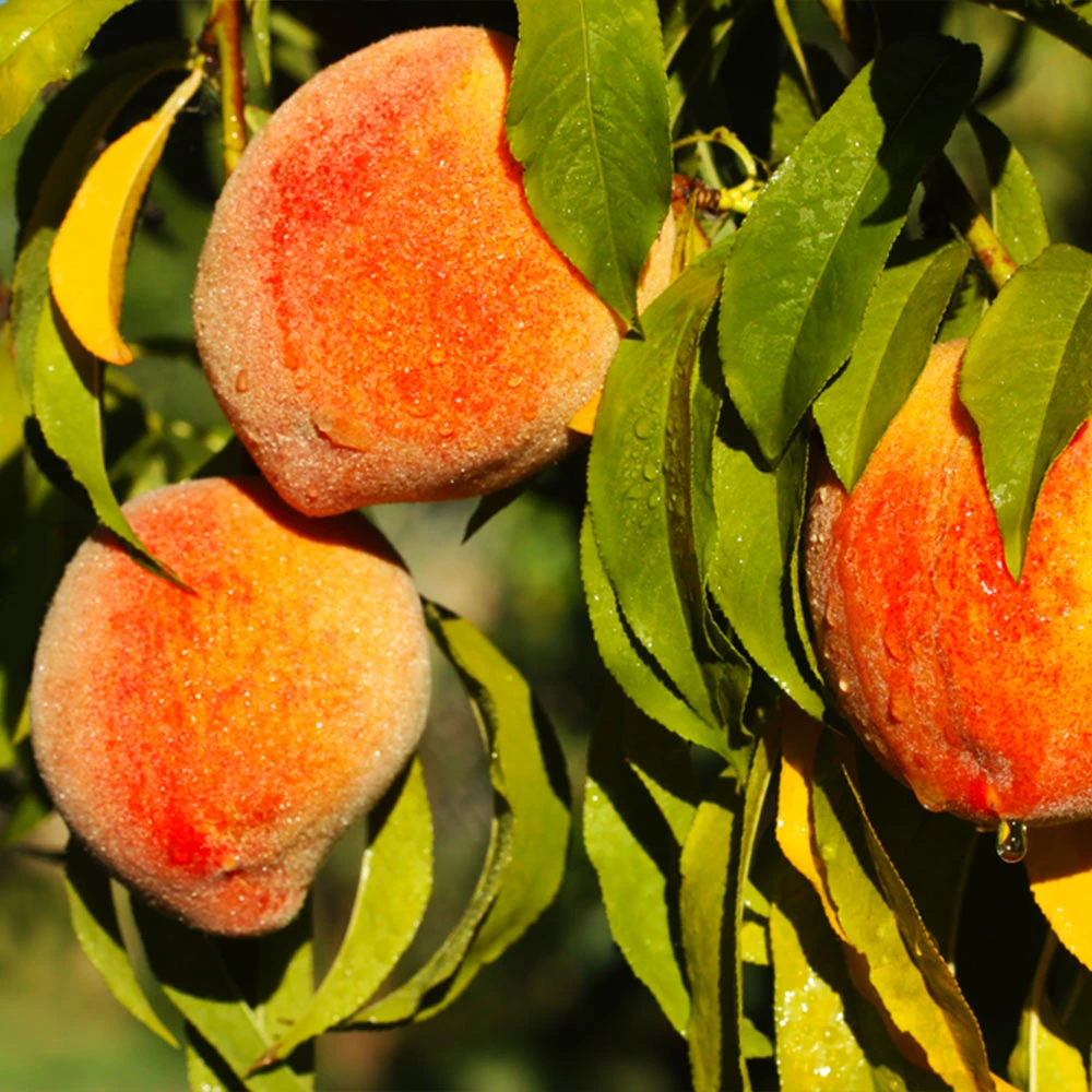 Harvester Peach Tree - Image 2