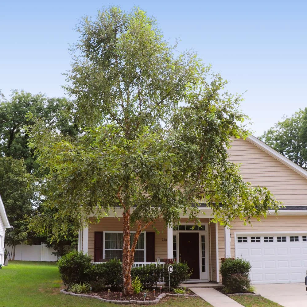 Heritage River Birch Tree - Image 5