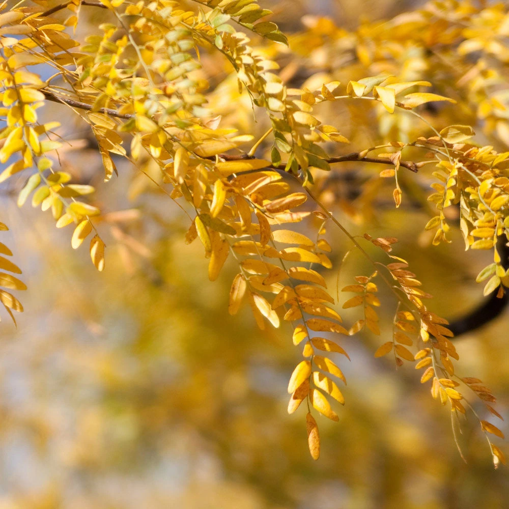Shademaster Honeylocust Tree - Image 3