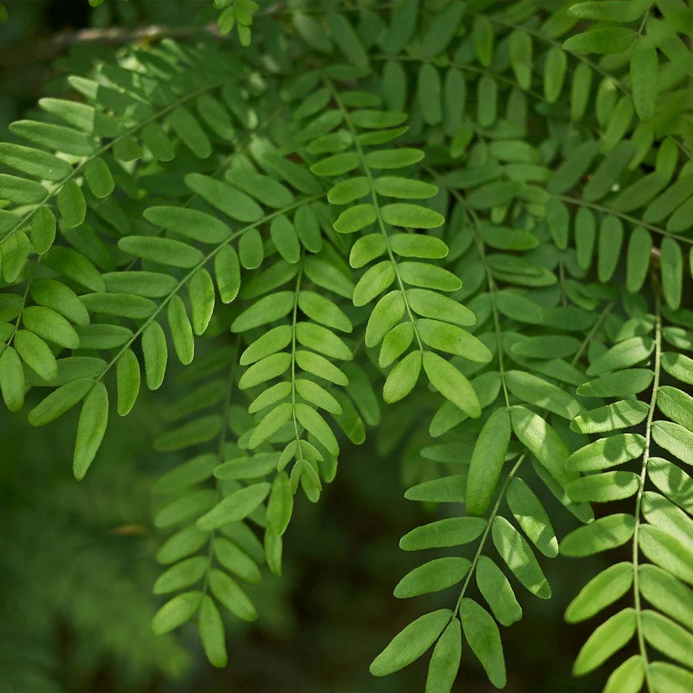 Shademaster Honeylocust Tree - Image 4