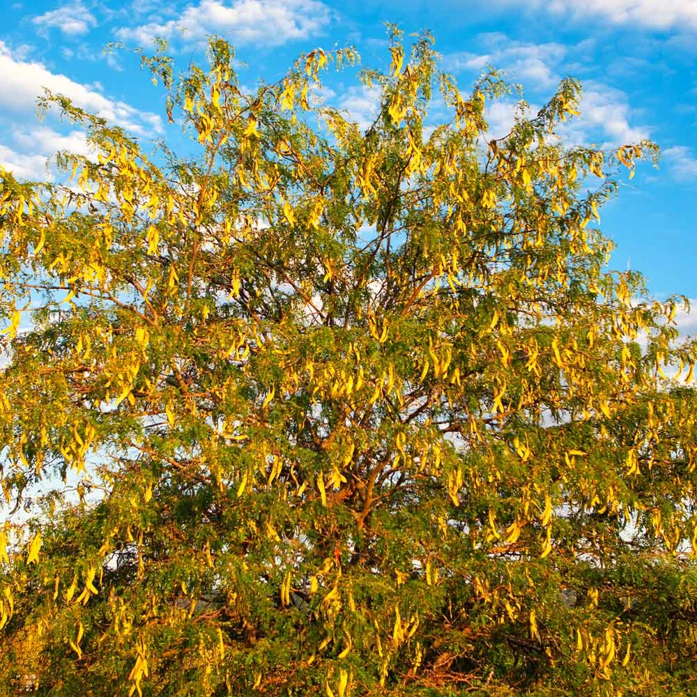 Shademaster Honeylocust Tree - Image 5