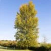 Hybrid Poplar Tree