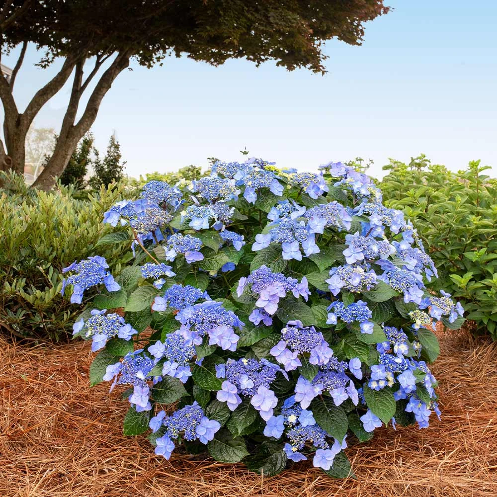 Endless Summer® Pop Star® Bigleaf Hydrangea - Image 2