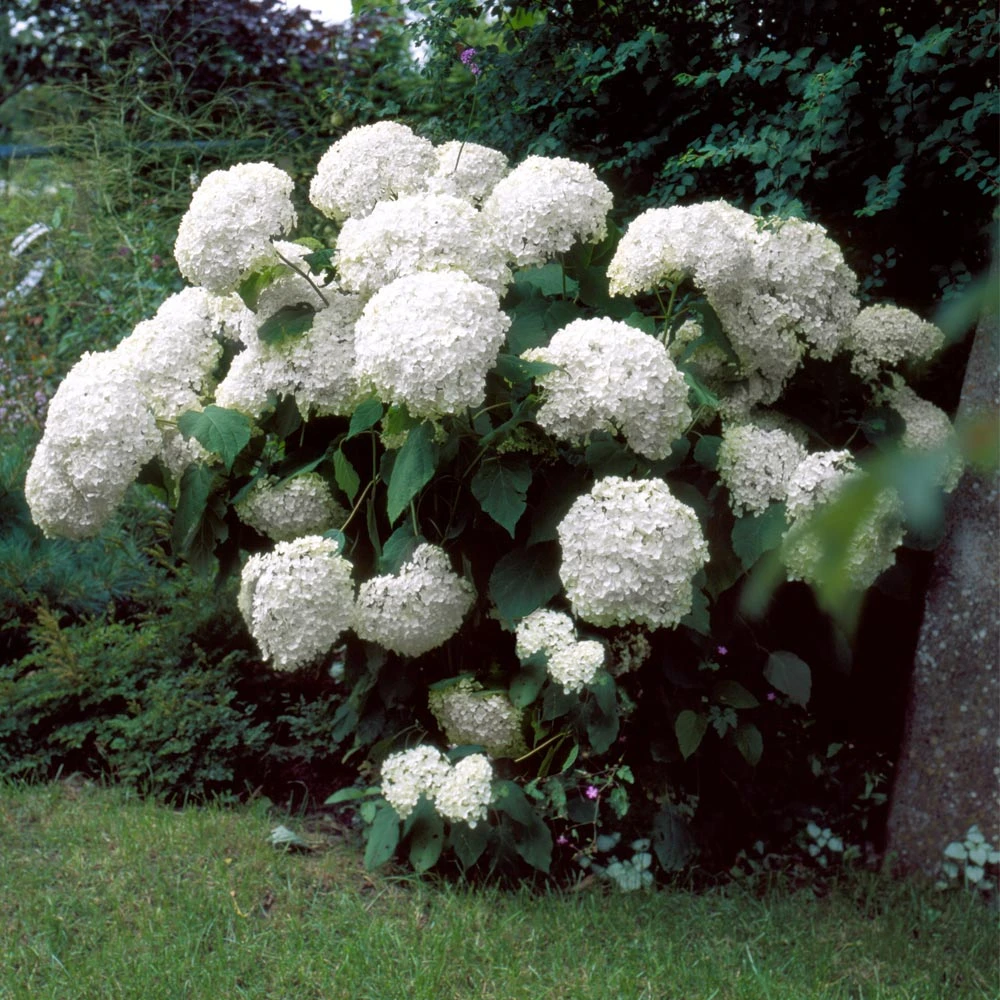 Incrediball® Hydrangea Shrub - Image 3