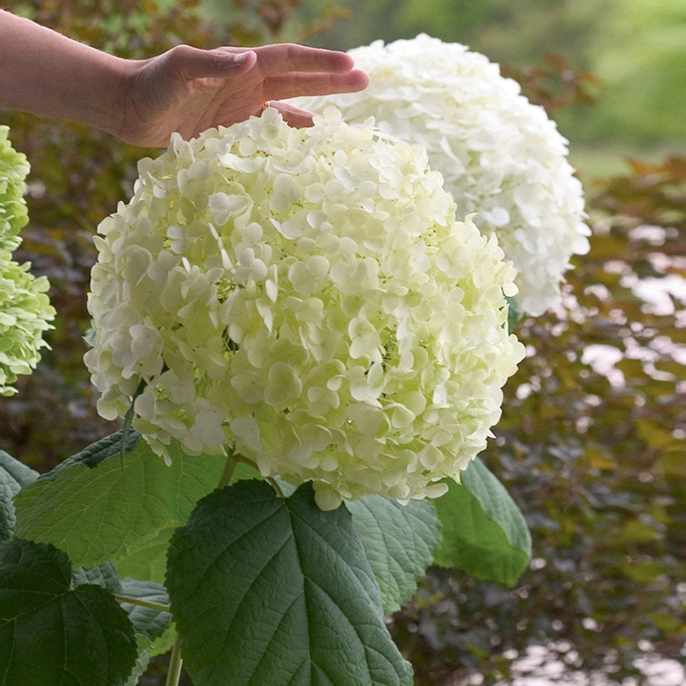 Incrediball® Hydrangea Shrub - Image 2