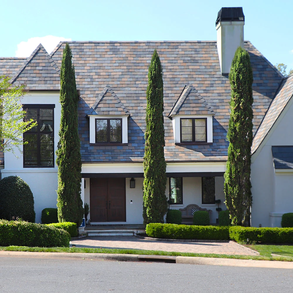 Italian Cypress Tree - Image 2