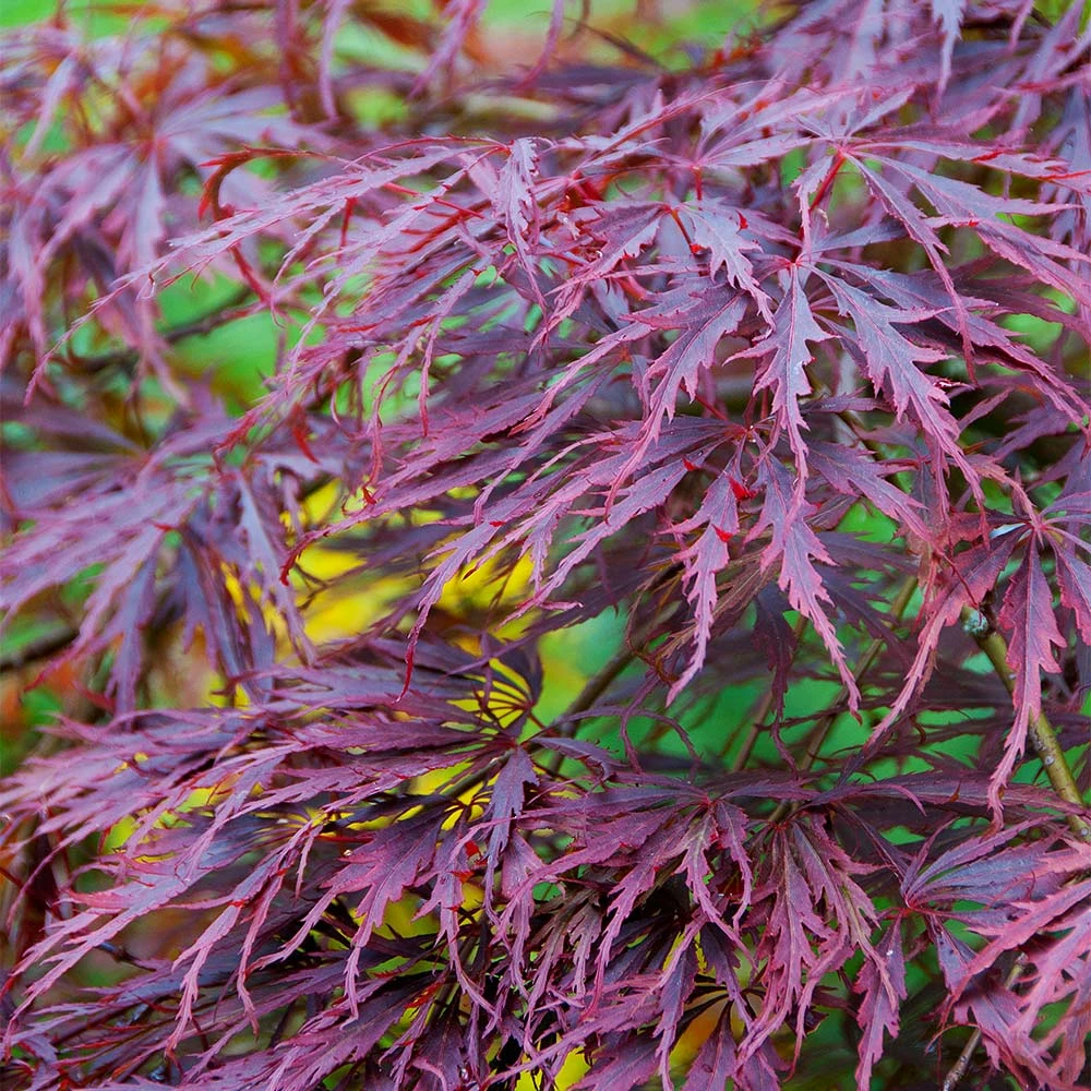 Tamukeyama Japanese Maple Tree - Image 3