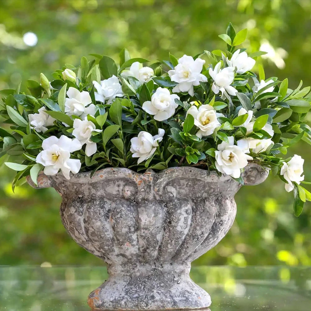Jubilation⢠Gardenia Shrub - Image 4