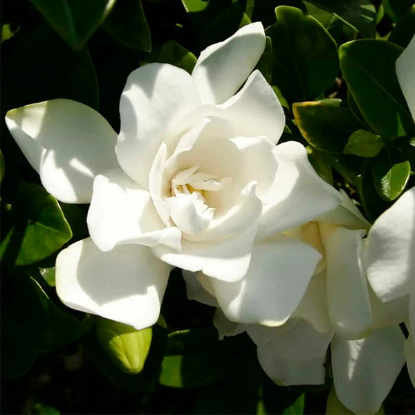 Jubilation⢠Gardenia Shrub