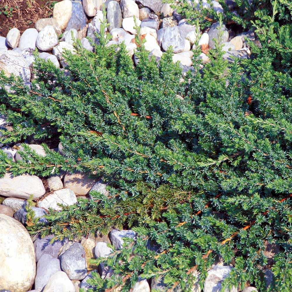 Blue Pacific Juniper Shrub - Image 2