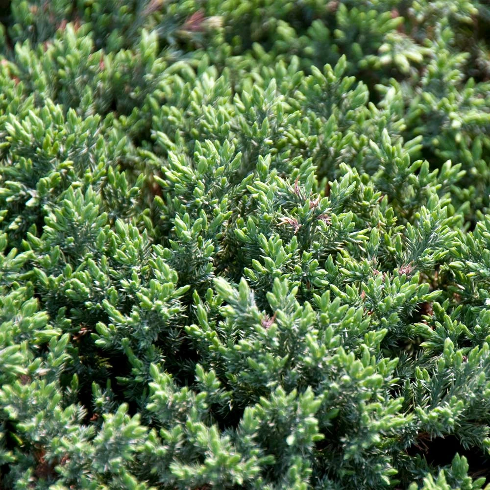 Blue Pacific Juniper Shrub - Image 3