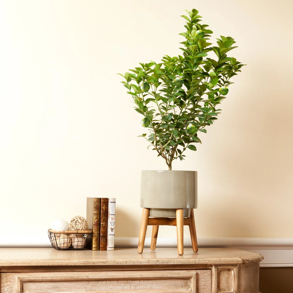 Key Lime Bush - Image 3