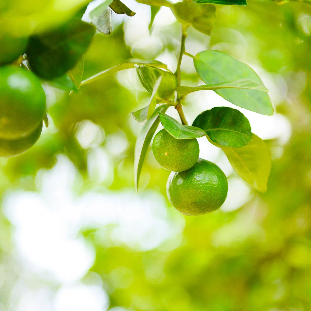 Key Lime Bush - Image 2