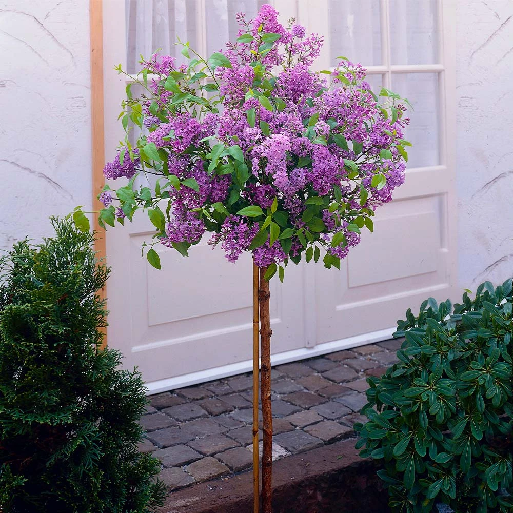 Korean Lilac Tree - Image 4