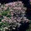 Dwarf Korean Lilac Shrub