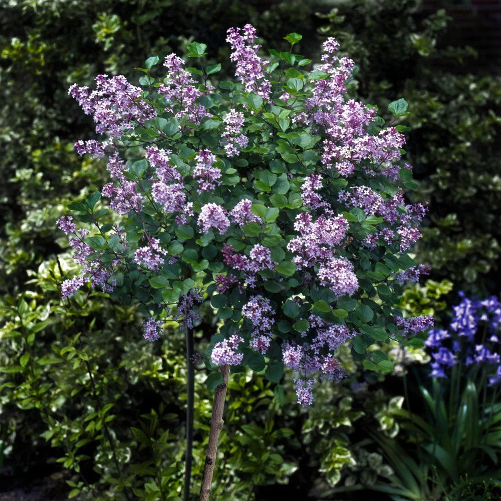 Korean Lilac Tree - Image 2