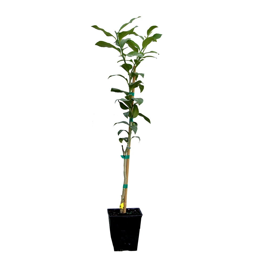 Key Lime Tree - Image 13
