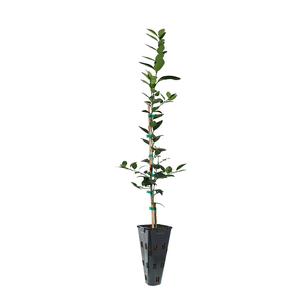 Key Lime Tree - Image 12