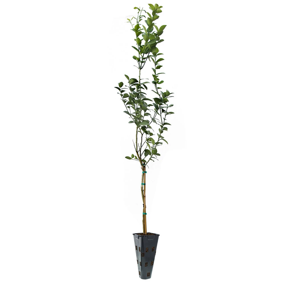 Key Lime Tree - Image 11