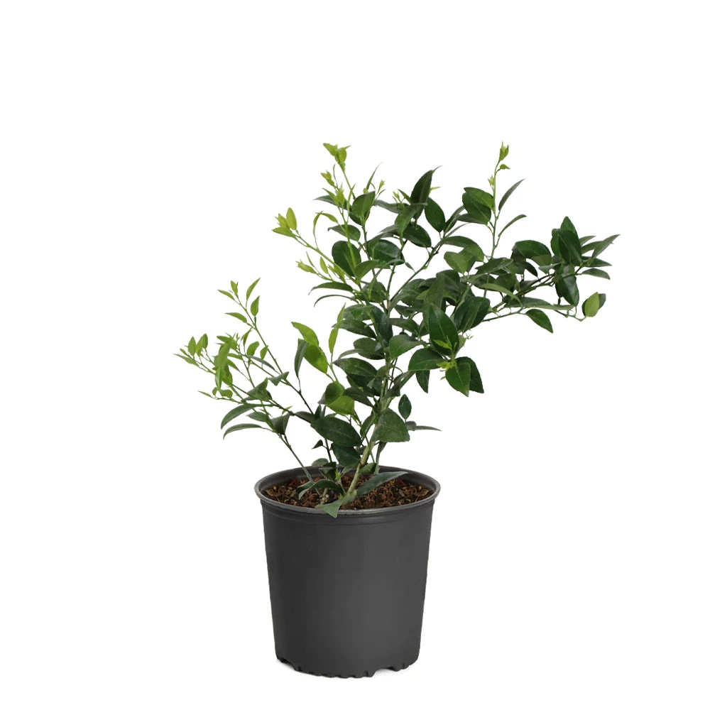 Key Lime Tree - Image 10