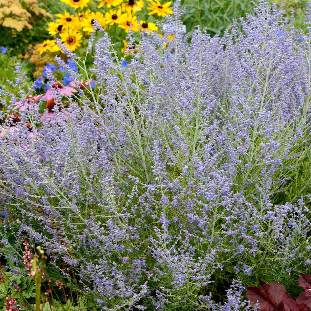 Lacey Blue Russian Sage - Image 2