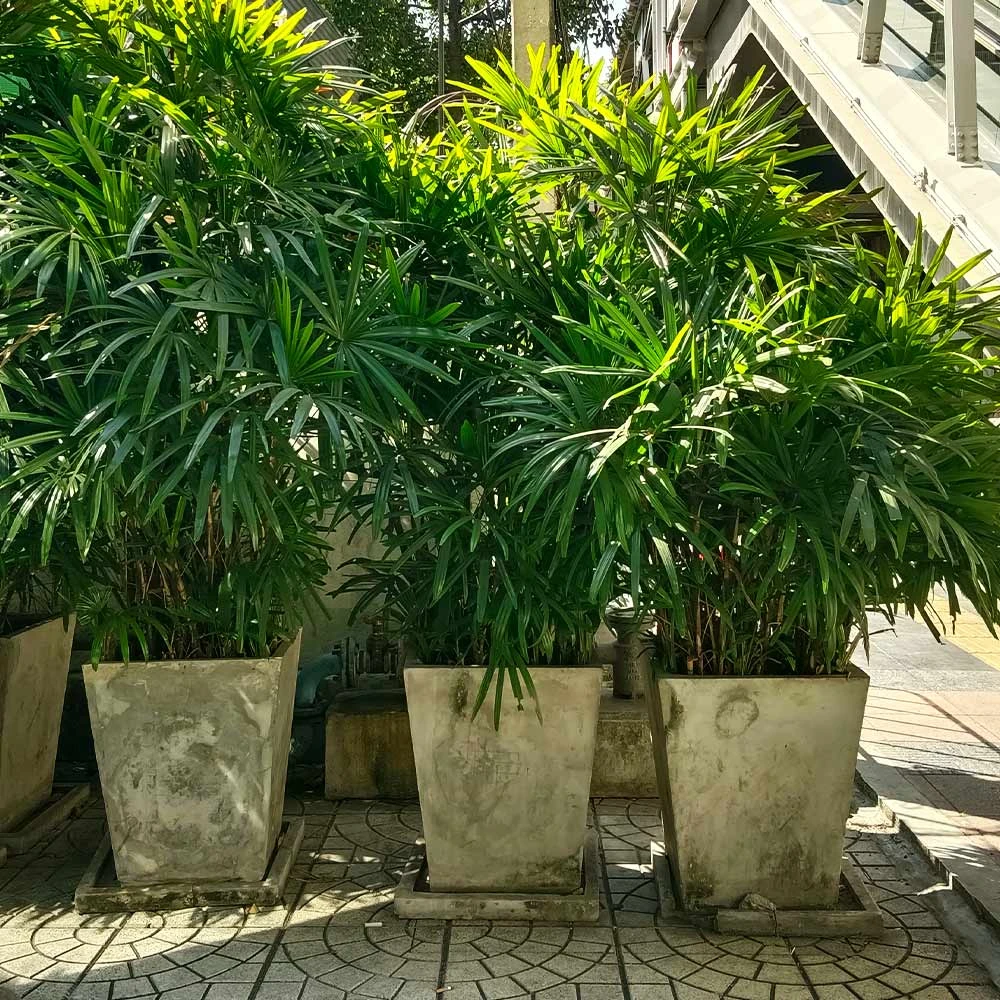 Lady Palm Tree - Image 4