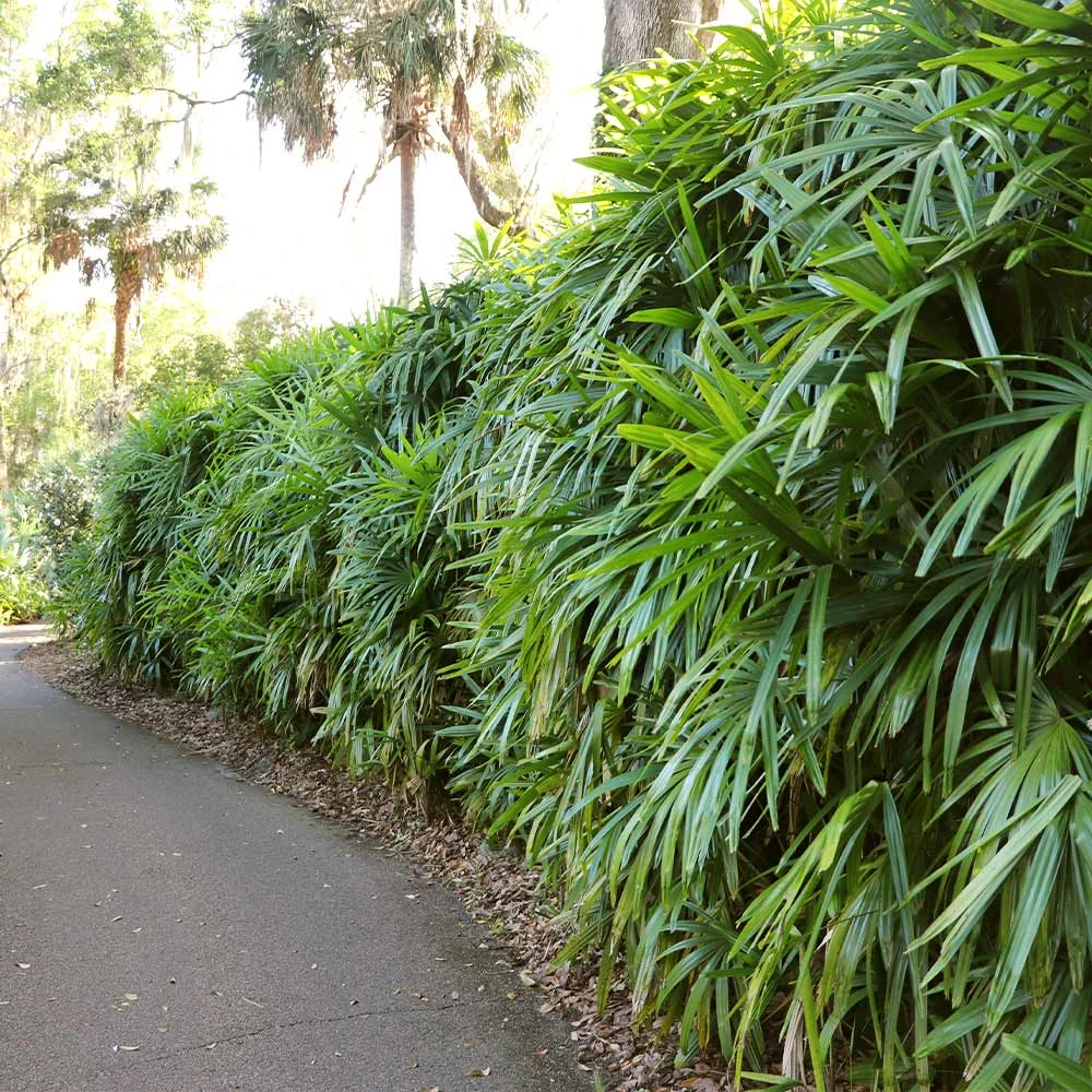 Lady Palm Tree - Image 5