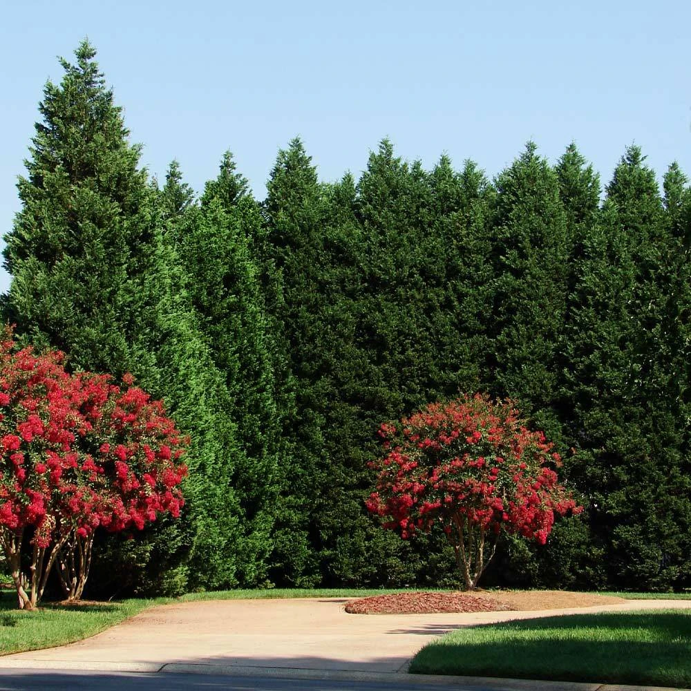 Leyland Cypress Tree - Image 3