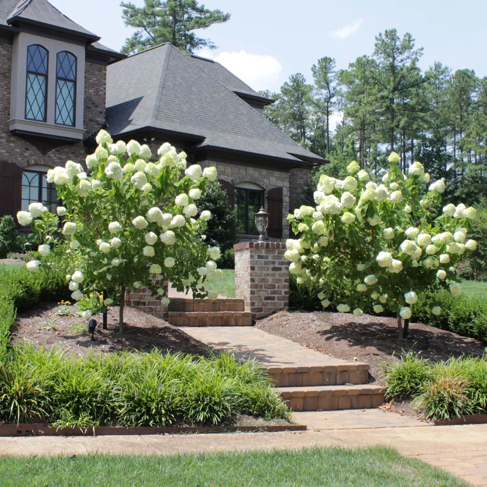Limelight Hydrangea Tree - Image 3
