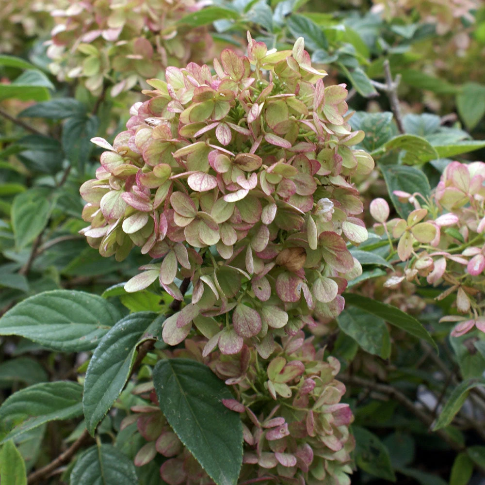 Limelight Hydrangea Tree - Image 6