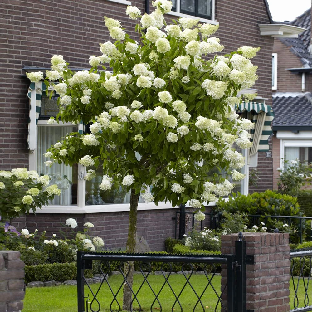 Limelight Hydrangea Tree - Image 2