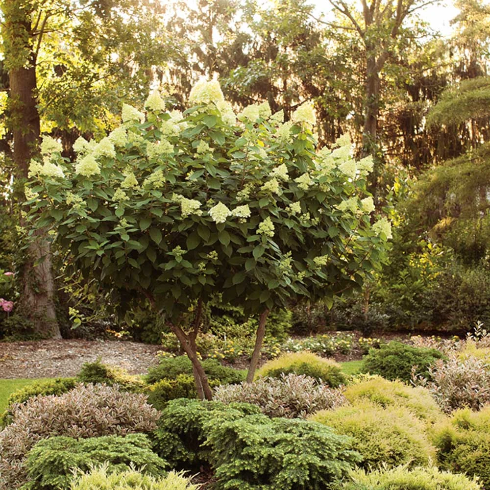 Limelight Hydrangea Tree - Image 4