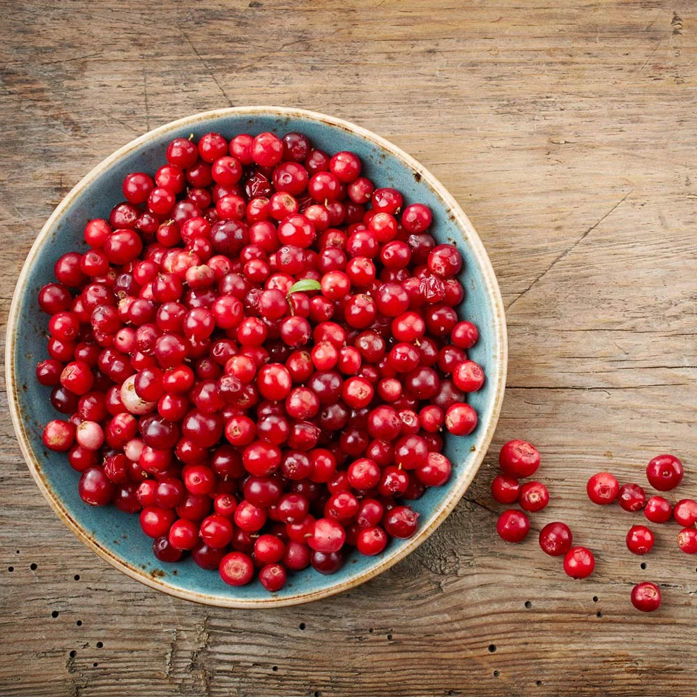 Lingonberry Plant - Image 3