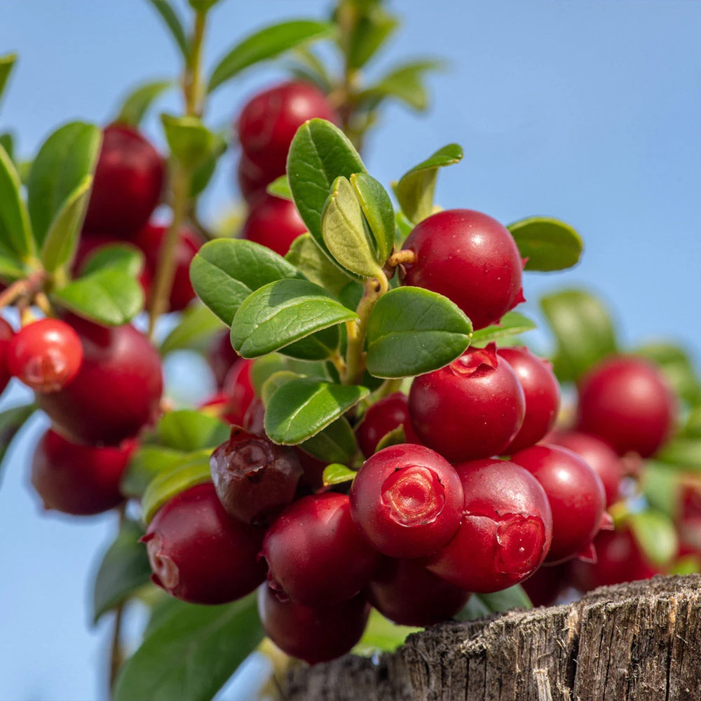 Lingonberry Plant - Image 2