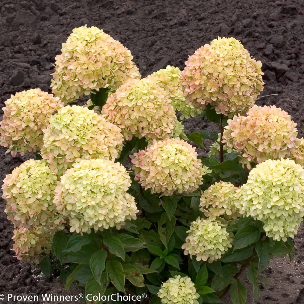 Little Lime® Hydrangea Shrub - Image 5