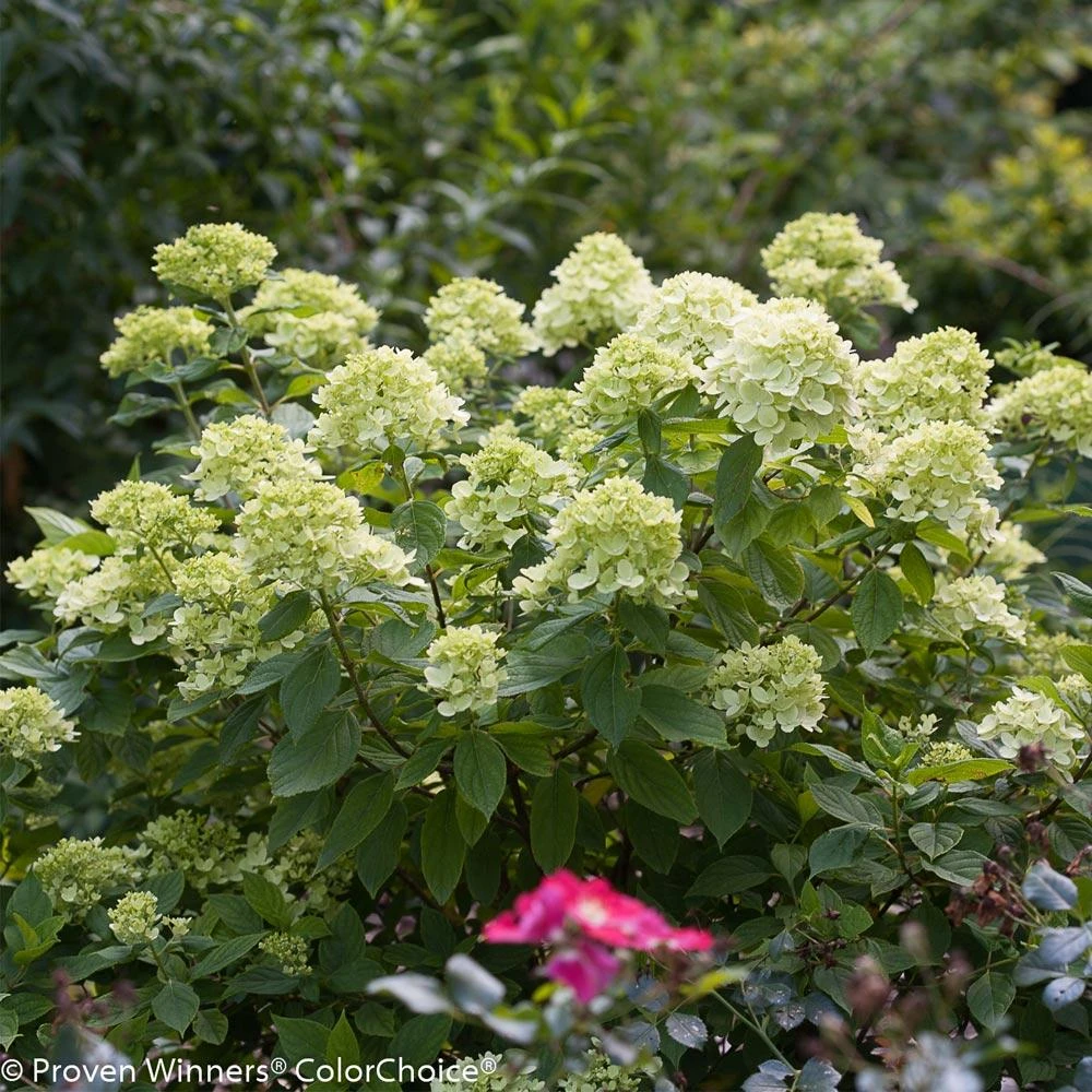 Little Lime® Hydrangea Shrub - Image 3