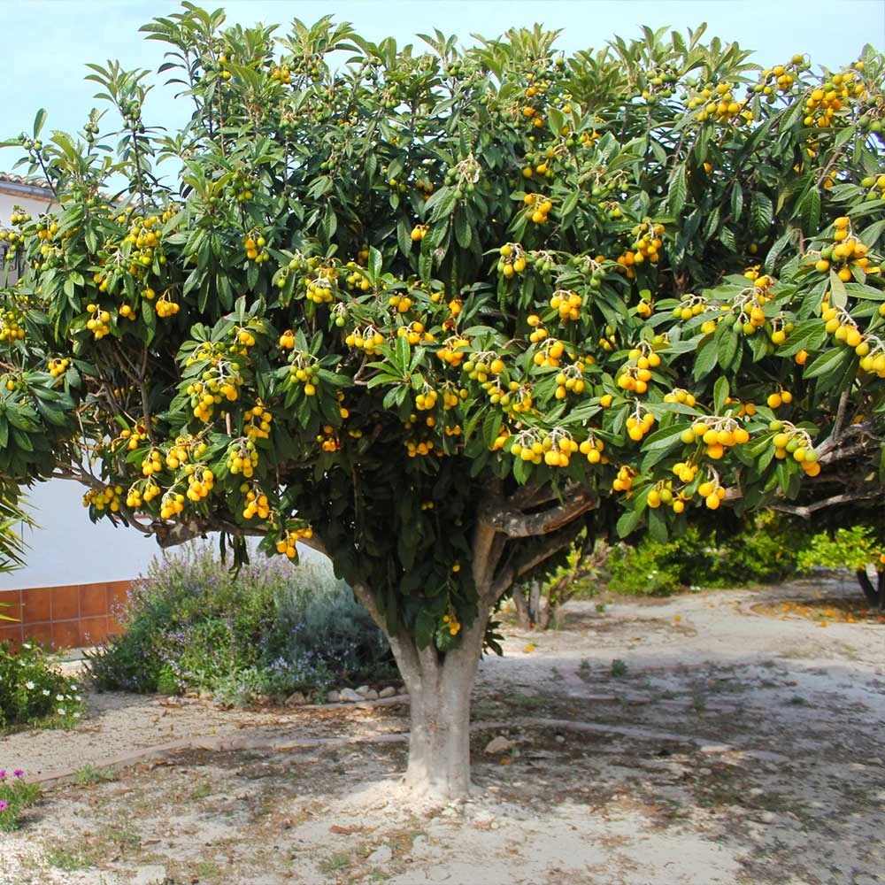 Loquat Tree - Image 3
