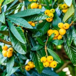 Loquat Tree