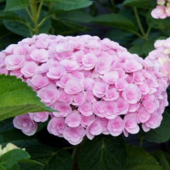 Love Hydrangea Shrub
