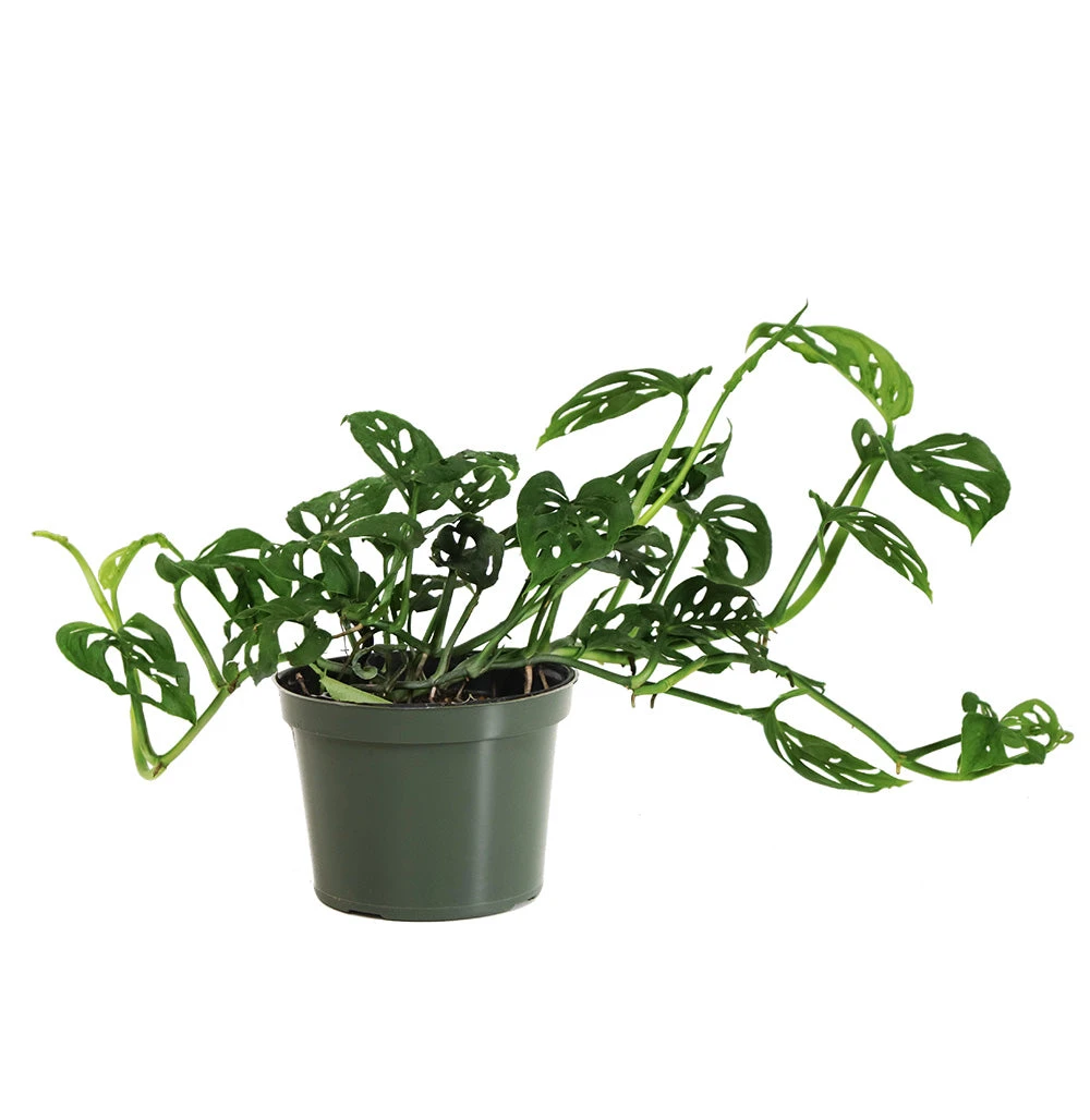 Monstera Adansonii Plant - Image 8