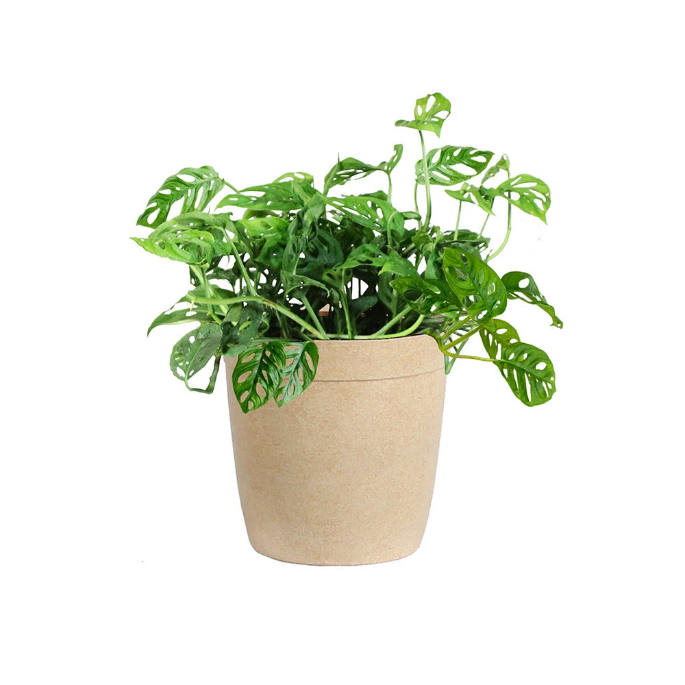 Monstera Adansonii Plant - Image 6