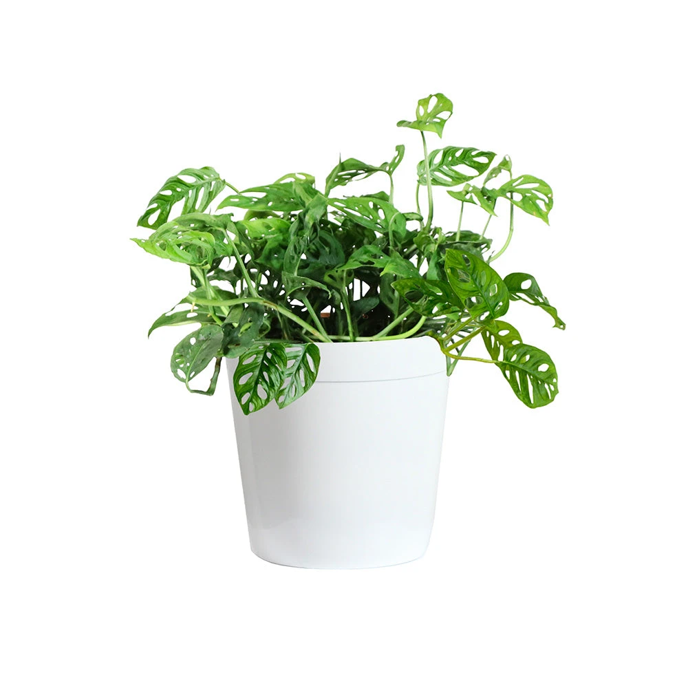 Monstera Adansonii Plant - Image 5