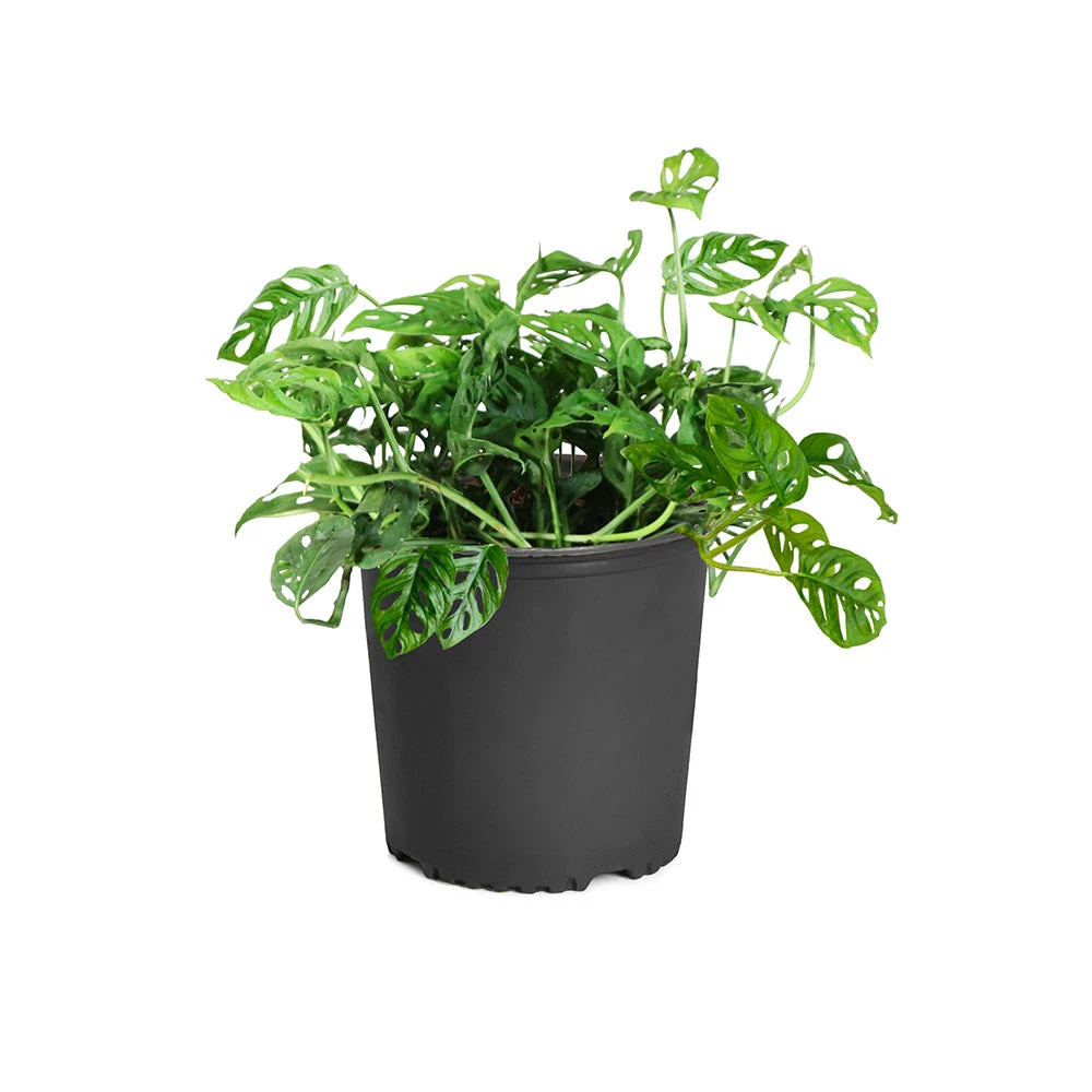 Monstera Adansonii Plant - Image 7