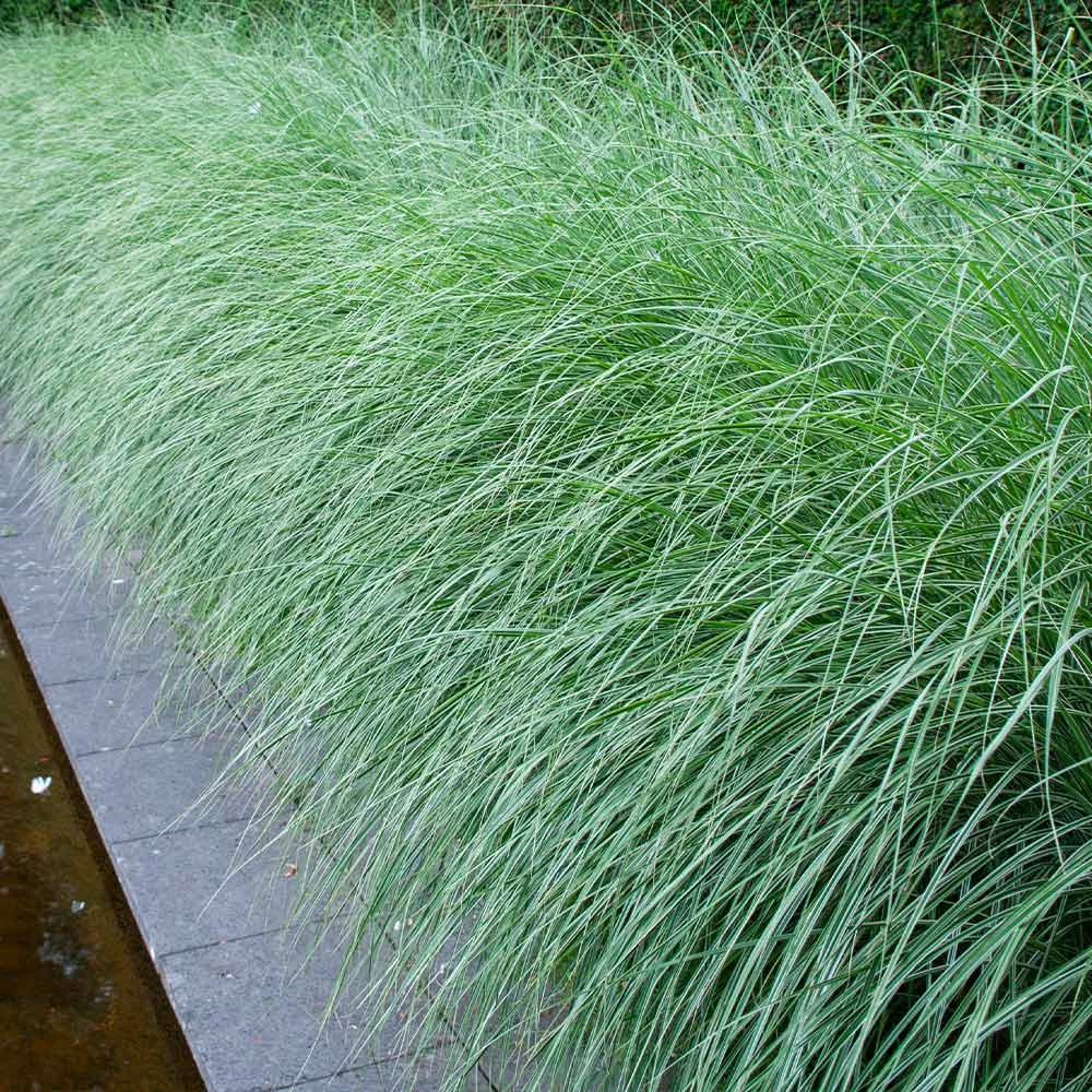 Morning Light Miscanthus - Image 2