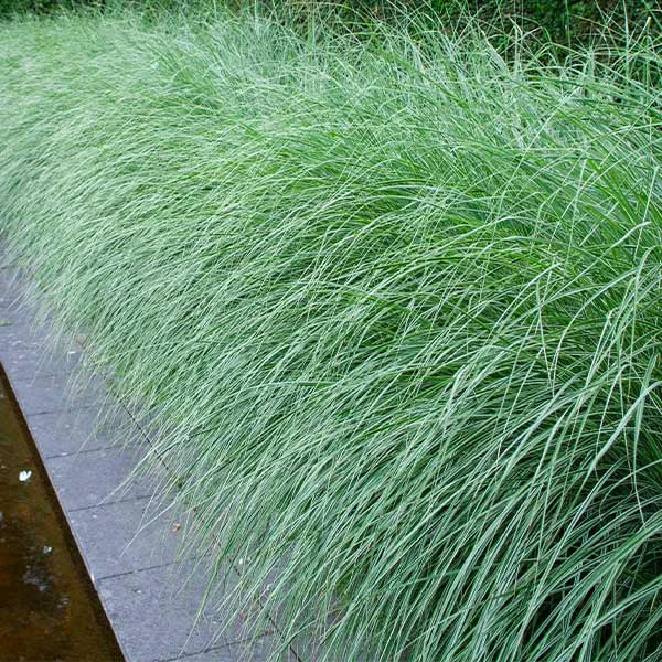 Morning Light Miscanthus