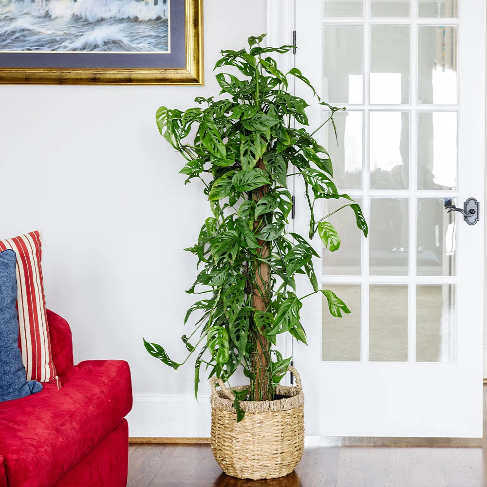 Monstera Adansonii Plant - Image 3