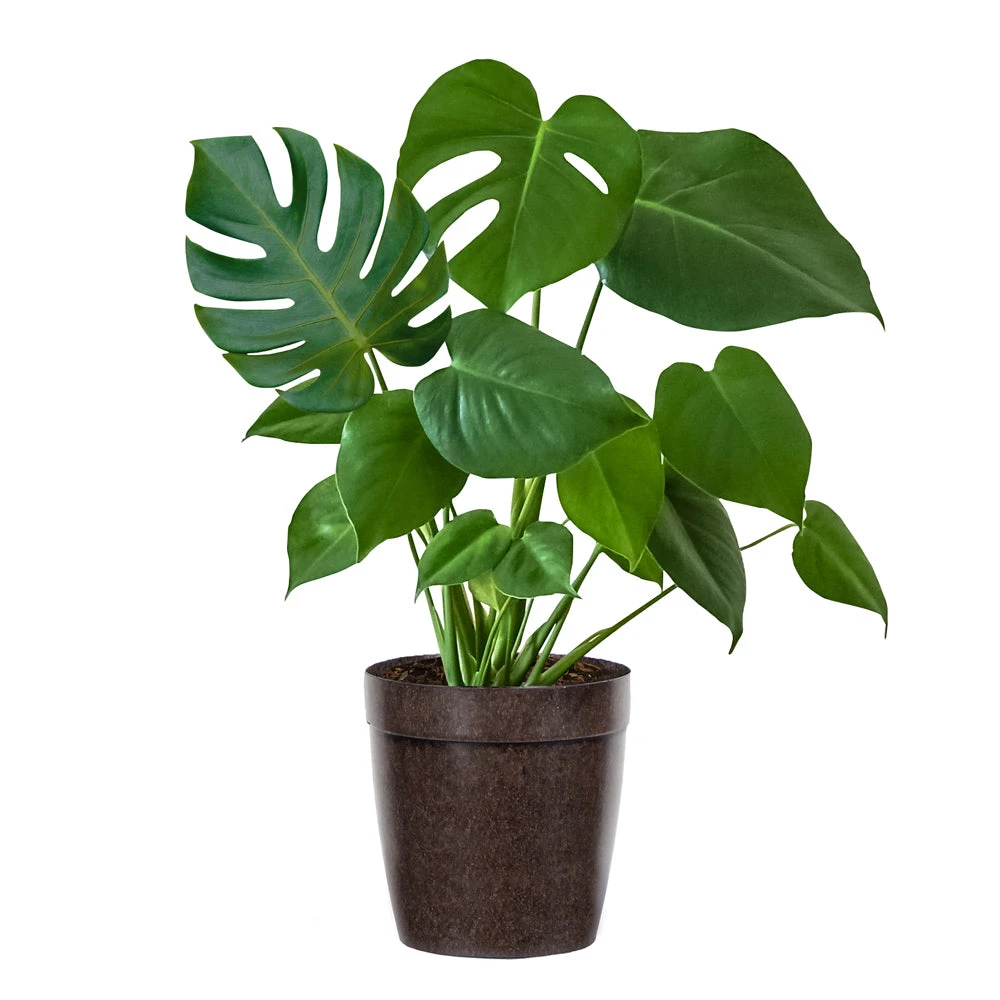 Monstera (Swiss Cheese Plant) - Image 5