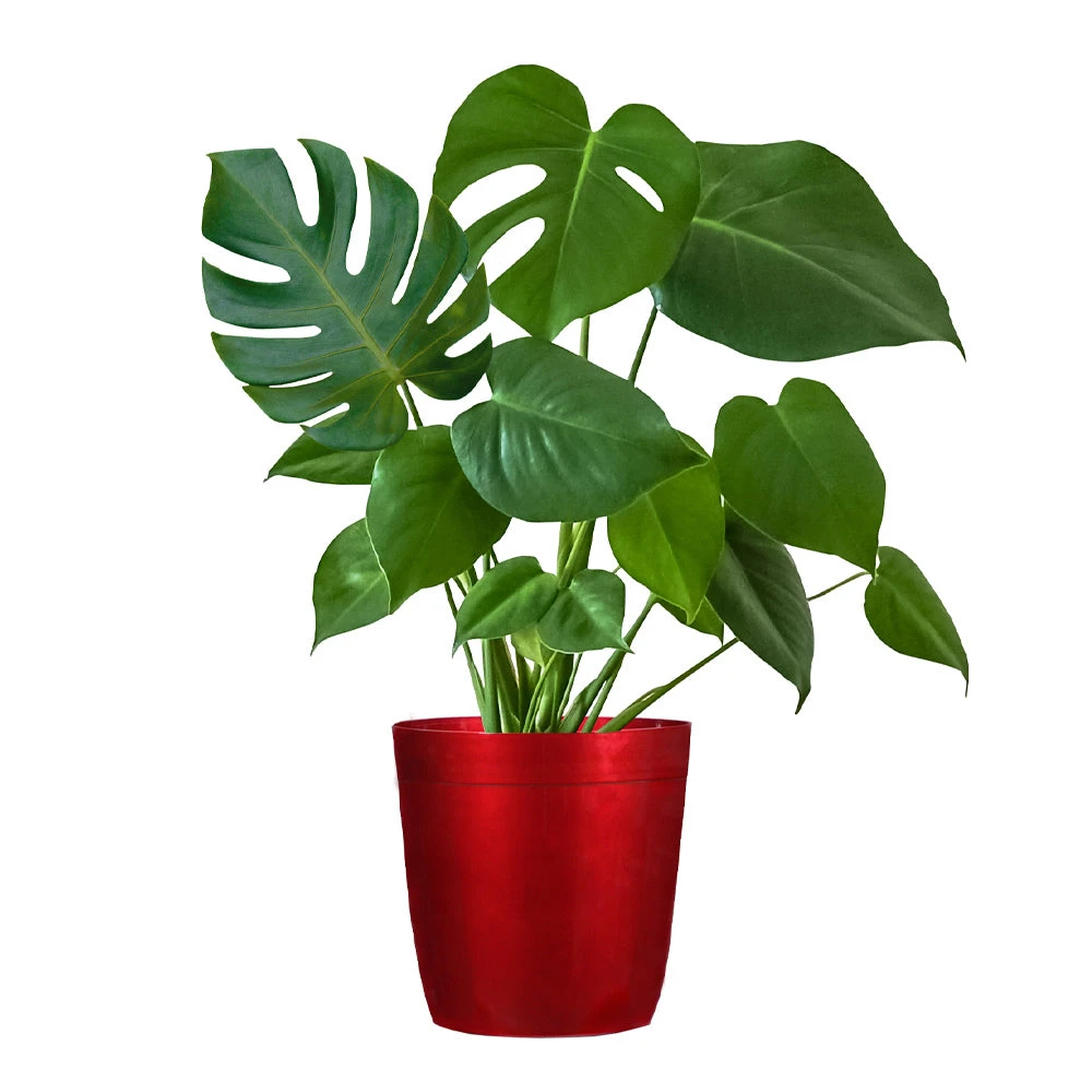 Monstera (Swiss Cheese Plant) - Image 9
