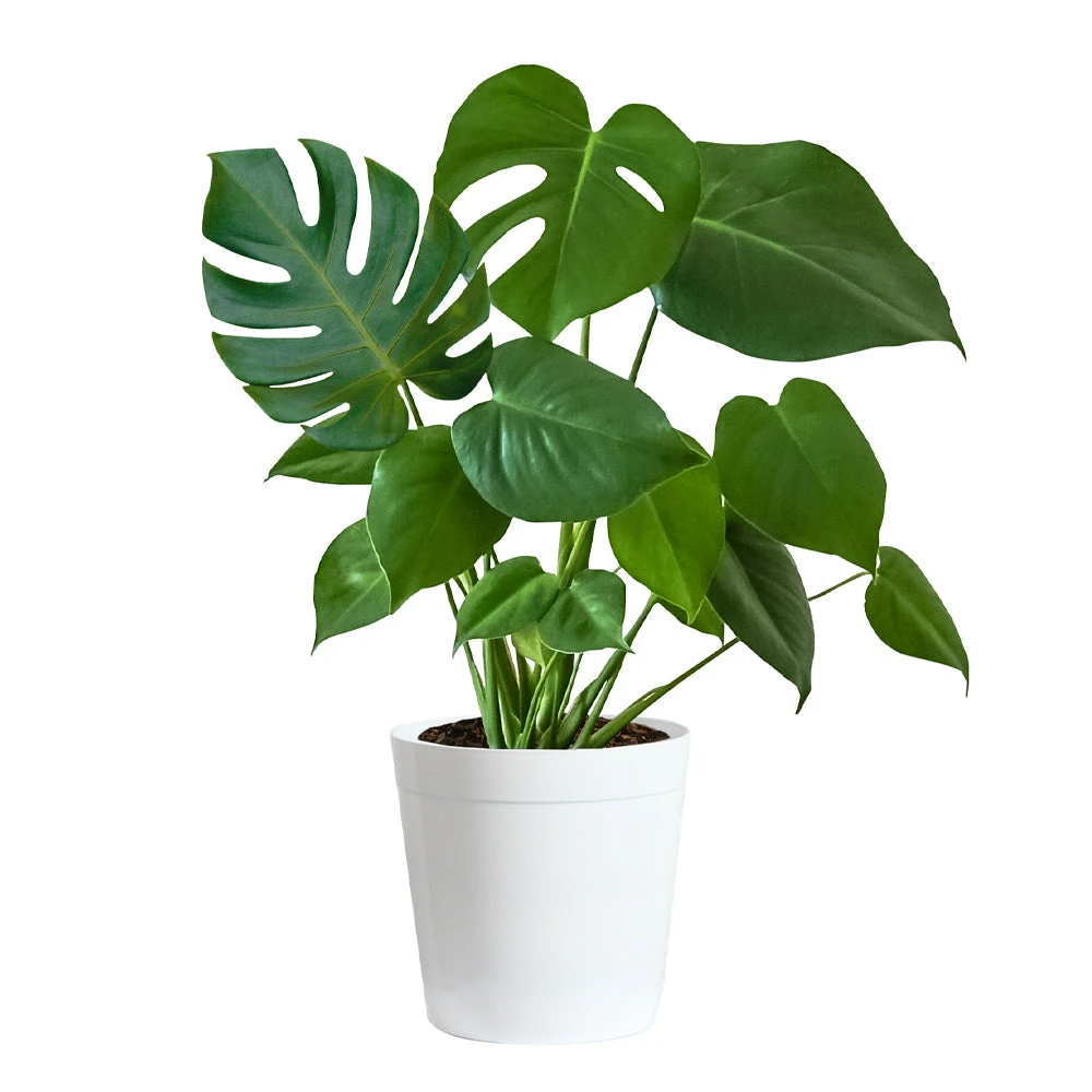 Monstera (Swiss Cheese Plant) - Image 8